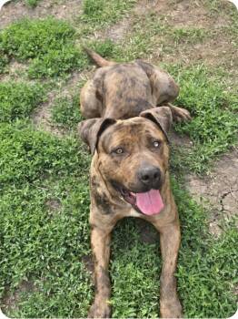 Rescue Bullmastiff and Mixed Breed Dogs for Adoption in Winnipeg, Manitoba - Mocha | PetCurious