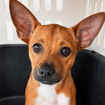 Chihuahua and Basenji Dogs Available for Adoption in Austin, Texas - Grace LK | PetCurious