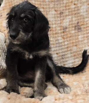 Ida -  Poodle and Husky Dog for Adoption in Murphysboro, Illinois - Ida | PetCurious