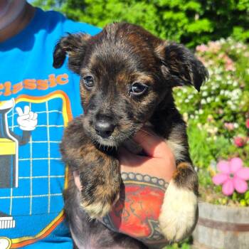 CT Hazel avail Jun 13 (Four Town Craft Fair- Somers, CT) -  Shepherd and Mixed Breed Dog for Adoption in Stormville, New York - CT Hazel Avail Jun 13 (Four Town Craft Fair- Somers, CT) | PetCurious