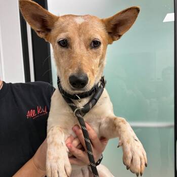 Jelly Bean -  Cattle Dog and Terrier Dog for Adoption in Abilene, Texas - Jelly Bean | PetCurious