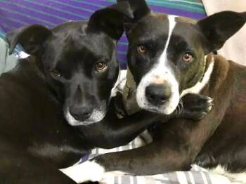 Cattle Dog and Mixed Breed Dogs Available for Adoption in Stamford, Connecticut - Frenchie And Madge | PetCurious