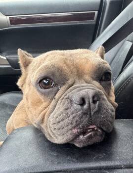 Rescue French Bulldog and Pit Bull Terrier Dogs for Adoption in Hoffman Estates, Illinois - Esther | PetCurious