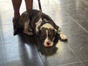 BEEMER -  Pit Bull Terrier and Mixed Breed Dog for Adoption in Santa Monica, California - BEEMER | PetCurious
