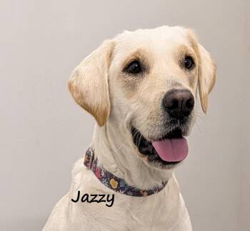 Rescue Yellow Labrador Retriever and Golden Retriever Dogs for Adoption in Aurora, Nebraska - Jazzy | PetCurious