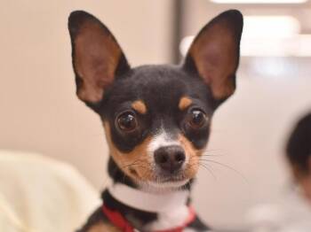 Nutmeg -  Chihuahua Dog for Adoption in Portland, Oregon - Nutmeg | PetCurious