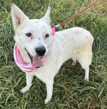 BELLA -  Canaan Dog Dog for Adoption in Bell Gardens, California - BELLA | PetCurious
