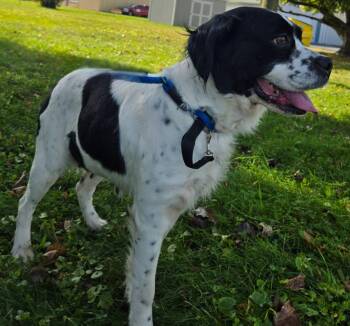 Sunny -  Spaniel Dog for Adoption in Sandusky, Ohio - Sunny | PetCurious
