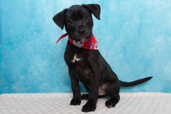 Rescue Retriever and Mixed Breed Dogs for Adoption in Greenville, South Carolina - Chef | PetCurious