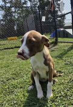 Cheetah -  Terrier and Mixed Breed Dog for Adoption in Conway, South Carolina - Cheetah | PetCurious