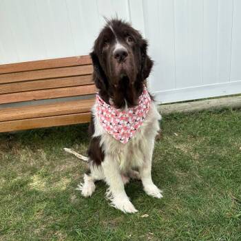 Oliver -  Newfoundland Dog Dog for Adoption in Logan, Utah - Oliver | PetCurious