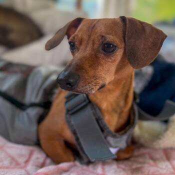 Slim Jim -  Dachshund Dog for Adoption in Minneapolis, Minnesota - Slim Jim | PetCurious