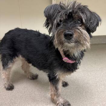 Yorkshire Terrier and Mixed Breed Dogs Available for Adoption in Lynchburg, Virginia - Sir Didymus | PetCurious