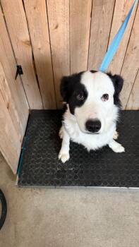 Border Terrier Dogs Available for Adoption in Missouri City, Texas - Spike | PetCurious
