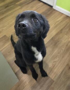 Jojo -  Labrador Retriever Dog for Adoption in Cleveland, Tennessee - Jojo | PetCurious