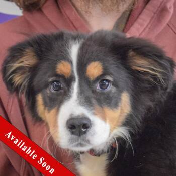 Collie and Australian Shepherd Dogs Available for Adoption in Huntley, Illinois - Mr. Pear | PetCurious