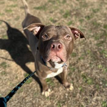 Pit Bull Terrier Dogs Available for Adoption - Rex | PetCurious
