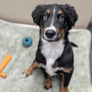 Layla -  Mixed Breed Dog for Adoption in West Olive, Michigan - Layla | PetCurious