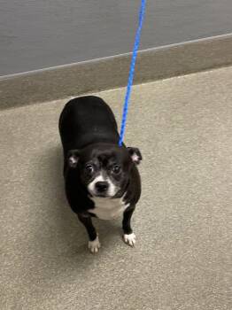 LONNIE -  Chihuahua Dog for Adoption in Las Vegas, Nevada - LONNIE | PetCurious
