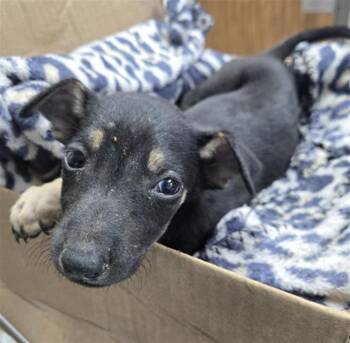Rescue Labrador Retriever and Mixed Breed Dogs for Adoption in Conroe, Texas - A420103 | PetCurious