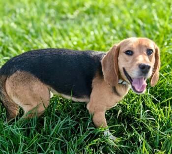 Wigglesworth -  Beagle Dog for Adoption in Fort Myers, Florida - Wigglesworth | PetCurious