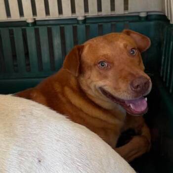 Ken -  Mixed Breed Dog for Adoption in Huntington, West Virginia - Ken | PetCurious