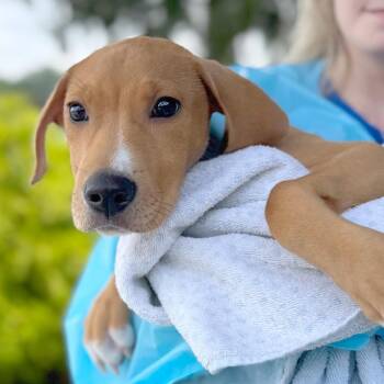 Woody -  Mixed Breed Dog for Adoption in Hendersonville, North Carolina - Woody | PetCurious