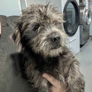 Rescue Schnauzer and Wire Fox Terrier Dogs for Adoption in Chico, California - QUILL | PetCurious