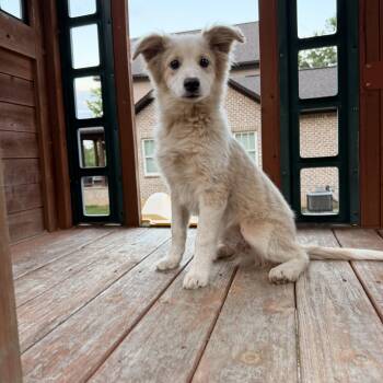 Border Collie and Australian Cattle Dog Blue Heeler Dogs Available for Adoption in Warrior, Alabama - Waylon | PetCurious