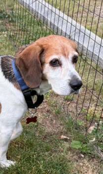 Clayton -  Beagle Dog for Adoption in Roxbury Township, New Jersey - Clayton | PetCurious