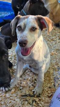 Mixed Breed Dogs Available for Adoption in Rock Hill, New York - Mellow  | PetCurious