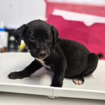 Onyx -  Setter and Chihuahua Dog for Adoption in Wahiawa, Hawaii - Onyx | PetCurious
