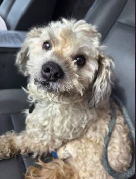 Shih Tzu Dogs Available for Adoption in Lawrenceville, Georgia - Vc-2 | PetCurious