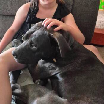 Adam -  Terrier and Mixed Breed Dog for Adoption in Nampa, Idaho - Adam | PetCurious