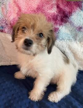 Shih Tzu and Bichon Frise Dogs Available for Adoption in Overland Park, Kansas - Otis | PetCurious