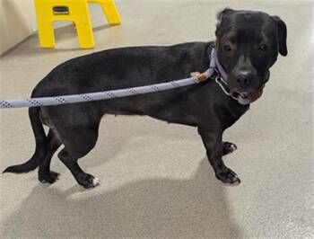 Dachshund and Chihuahua Dogs Available for Adoption in Dayton, Ohio - MOCHA | PetCurious