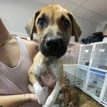 Tanque Verde -  Mixed Breed Dog for Adoption in Columbia, South Carolina - Tanque Verde | PetCurious