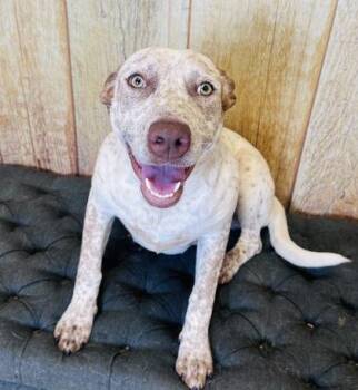 Fox Terrier and Mixed Breed Dogs Available for Adoption - Freckles | PetCurious