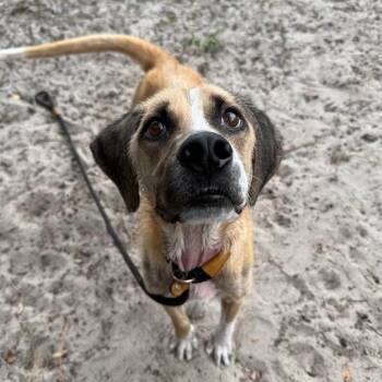 Mud Budd -  Mixed Breed Dog for Adoption in Gainesville, Florida - Mud Budd | PetCurious