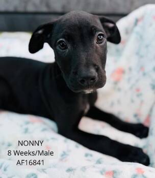 Nonny -  Pit Bull Terrier Dog for Adoption - Nonny | PetCurious