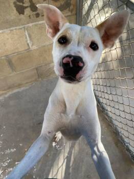 Rescue Mixed Breed Dogs for Adoption in Ocala, Florida - Junie B. Jones | PetCurious