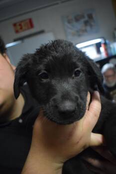 Golden Retriever and German Shepherd Dog Dogs Available for Adoption in Pahrump, Nevada - Mollie (L582 P9) | PetCurious