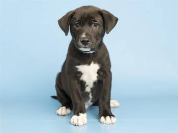 TUX -  Pit Bull Terrier and Mixed Breed Dog for Adoption in Phoenix, Arizona - TUX | PetCurious