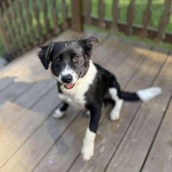 Rescue Border Collie Dogs for Adoption in Indianapolis, Indiana - Sadie | PetCurious