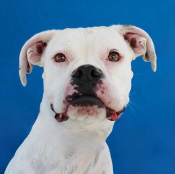 BONNIE -  Boxer Dog for Adoption in Pasadena, California - BONNIE | PetCurious