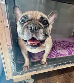 Rescue French Bulldog Dogs for Adoption in Matthews, Indiana - Oneida | PetCurious