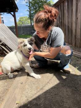 26-065 Charter “COMING SOON!” -  Great Pyrenees and Australian Shepherd Dog for Adoption in Richardson, Texas - 26-065 Charter “COMING SOON!” | PetCurious