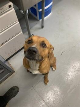 TANNER -  Black Mouth Cur and Mixed Breed Dog for Adoption in Corpus Christi, Texas - TANNER | PetCurious