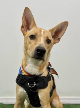 Carolina Dog and Basenji Dogs Available for Adoption - Beowoof | PetCurious