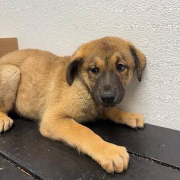 Henry -  Shepherd and Mixed Breed Dog for Adoption in Casa Grande, Arizona - Henry | PetCurious